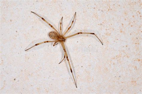 female brown widow stock photo image  detail poison