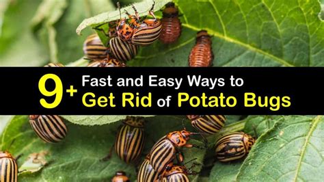 9 Fast And Easy Ways To Get Rid Of Potato Bugs Potato Bugs When To