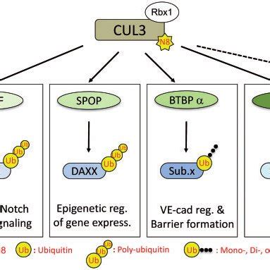 Scheme Of Cullin Ring E Ubiquitin Ligases Crls Dependent