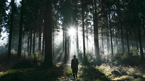 Umwelt Extreme Wetterlagen Wie kann Hessens Wald geschützt werden