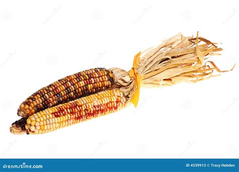 Decorative Indian Corn Stock Image Image Of Thanksgiving 4539913