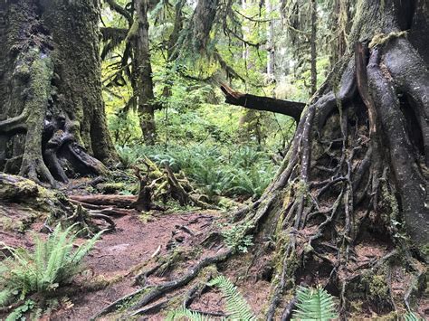 Olympic National Park — Old-Growth Forest Network