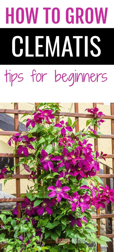 How To Grow And Care For Clematis Artofit