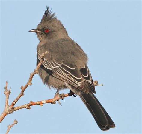 Female Phainopepla | BirdNote