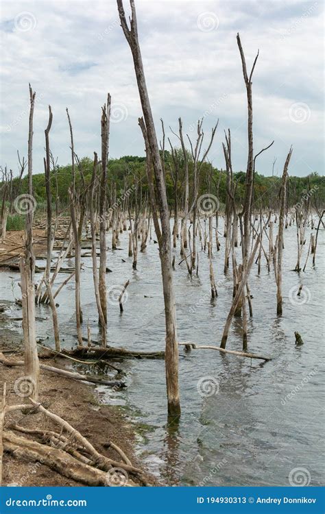 Lakeside Of Dead Salt Lake Tambukan With Dry Trees In The Water Stock