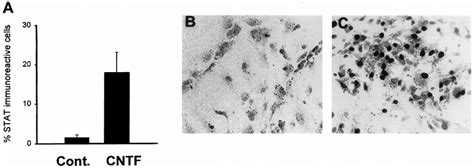 STAT 3 Nuclear Translocation In Progenitor Cells Derived From Cortical