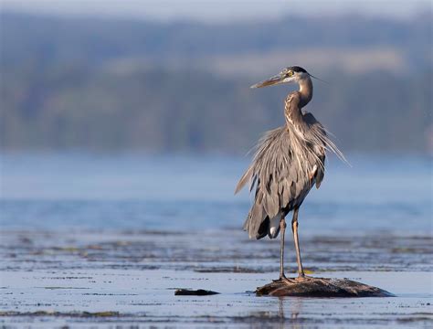 Animal Facts: Great blue heron | Canadian Geographic