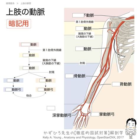 【上肢の動脈（概略）】 上肢の動脈について、重要なところを全体像としてまず抑えます。 上肢の動脈の根幹は鎖骨下動脈です。鎖骨下動脈は、右は腕頭動脈から、左は大動脈弓から分岐します。その後、胸郭