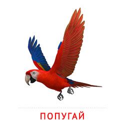 Карточки Домана на тему «Птицы»