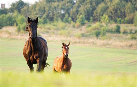 10+ Chestnut Friesian Horse Horse Herd Stock Photos, Pictures & Royalty ...