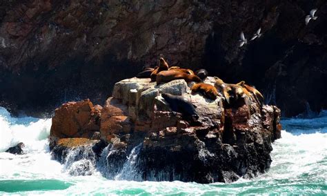 Full Day Paracas Islas Ballestas Reserva Nacional De Paracas Travel