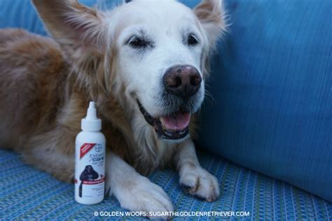 Dog Ear Cleaning with #BayerExpertCare - Golden Woofs