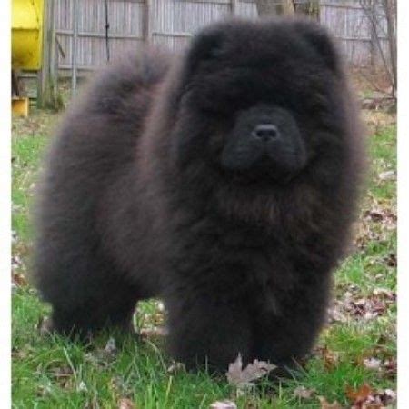 Cute Black Chow Chow Puppies