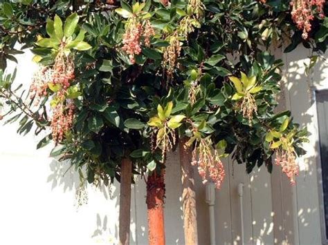 Plantfiles Pictures Arbutus Species Killarney Strawberry Tree