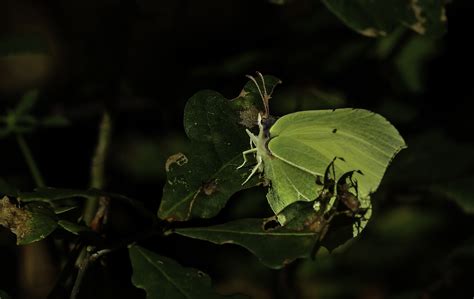 Free Images Nature Branch Leaf Flower Photo Wildlife Green Jungle Insect Botany