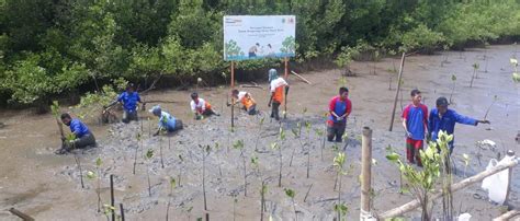 Sambut Hari Jadi Sulsel Ke Kolaborasi Tanam Mangrove Pemprov