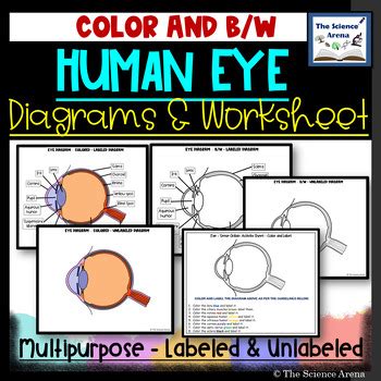 Eye Diagrams Human Eye Images Labeled Unlabeled Sense Organ Sexiz Pix