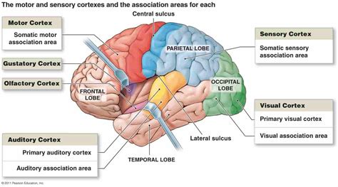 Functional Areas Of Cerebral Cortex New