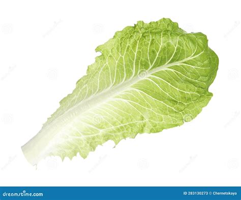 Fresh Leaf Of Green Romaine Lettuce On White Stock Image Image Of