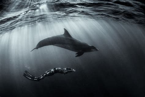 Dance With Dolphin Black And White George Karbus Photography