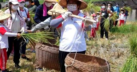 羅東鎮立幼兒園下田割稻培育食農教育 宜蘭新聞網