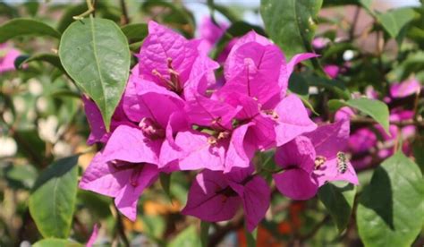 Bougainvillea Spectabilis Facts How To Grow And Care Tips