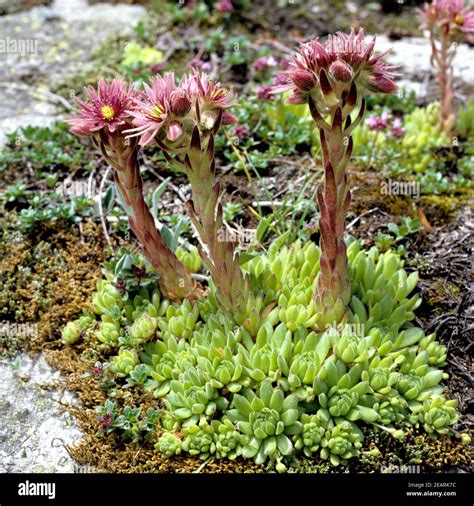 Hauswurz Dachwurz Sempervivum Stock Photo Alamy