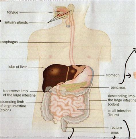 Organisms Exchange Substance With Their Environment Enzymes And