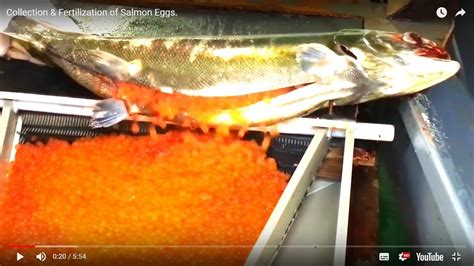 Collection And Fertilization Of Salmon Eggs Youtube