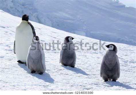 Three Emperor Penguins Chicks One Adult Stock Photo