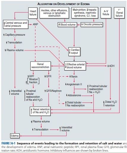 Diagnostic Approach To Lower Limb Edema Antonios P