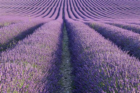 lavender field england stock  pictures royalty
