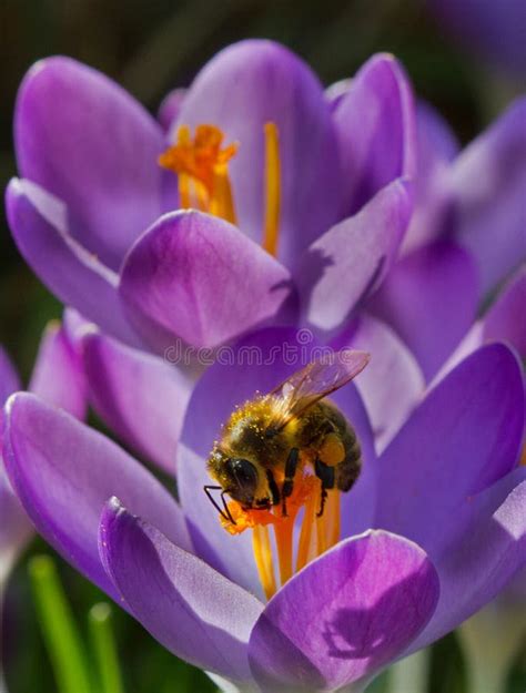 Bee On Crocus Stock Photo Image Of Insect Ecology 211190130