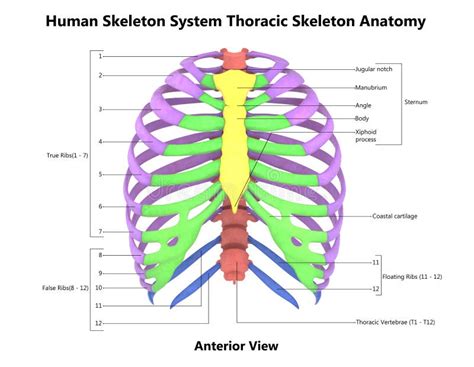 Thoracic Skeleton Of Human Skeleton System Anatomy With Detailed Labels