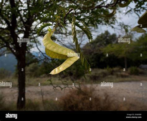 Detailed Close Up Of Yellow Hanging Honey Locust Seed Pods Gleditsia