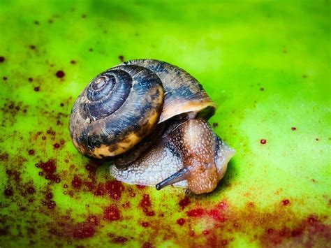 Premium Photo | Close-up of snail