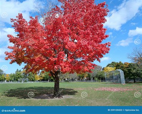 Maple Tree In Brilliant Red Fall Color Stock Photo Image Of Grass