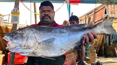 KASIMEDU SPEED SELVAM RARE UDHADI FISH CUTTING IN KASIMEDU HD