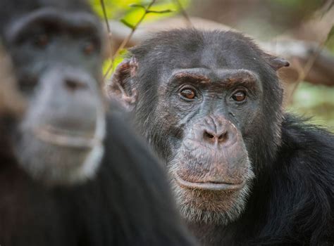 In Photos The Fongoli Savanna Chimpanzees Live Science