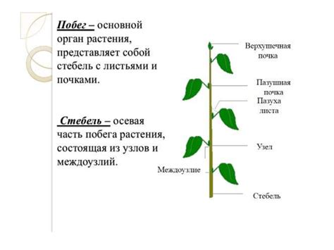 Морфология растений - презентация онлайн