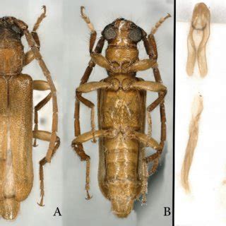 Capezoum Brunneopunctatus Sp Nov Holotype A Dorsal Habitus Male