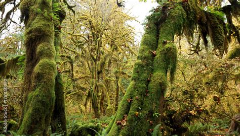 View From Within The Hoh Rainforest In The Olympic National Park In The