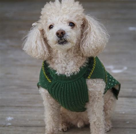 Raca Poodle Roupinha Para Cachorro Dicas Boas Pra Cachorro