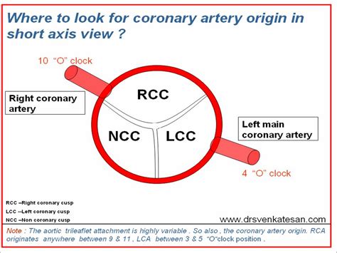 aortic cusps | Dr.S.Venkatesan MD