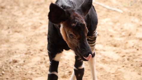 Meet Baby Okapi Miraq Youtube