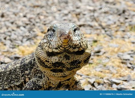 Gigante Blanco Y Negro Tegu Tupinambis Merianae O Salvator Merianae De