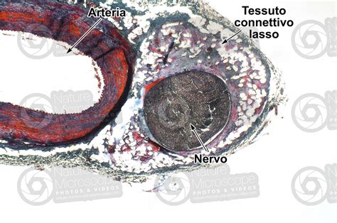 Mammifero Arteria E Nervo Sezione Trasversale 32X Mammiferi