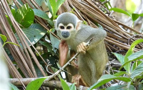 Amazon Tours - Wild Tambopata Research Station 7 day Peru tour