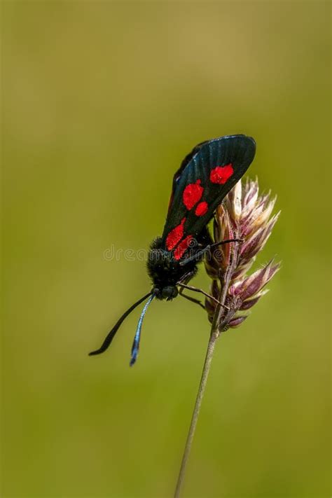 Five Spot Burnet Zygaena Trifolii Stock Photo Image Of Flower Flying