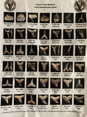 Arriba Imagen Fossil Shark Tooth Identification Abzlocal Mx